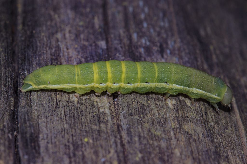 Larva da ID